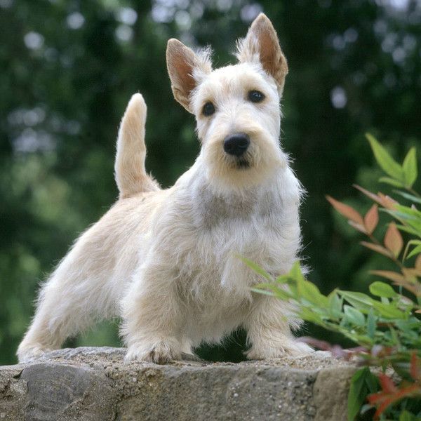Les chiens - Page 6 4b45e88a